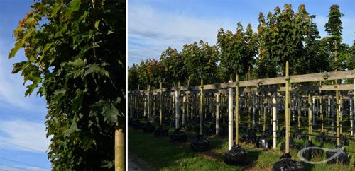 Containerbäume Acer platanoides Globosum
