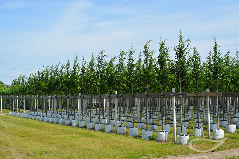 Containerbaumquartier Baumkultur im Pflanzsack