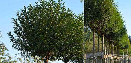 Containerbäume Prunus fruticosa Globosa