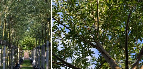 Containerbäume Salix alba