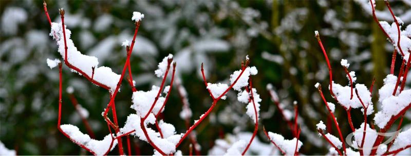 Wintergehölz Winter-Garten Cornus alba Sibirica Rotrindiger Weißer Hartriegel