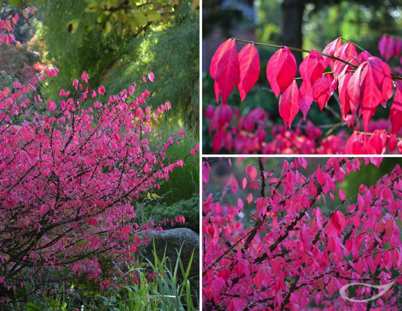 Euonymus alatus Herbstfärber Herbstfärbung