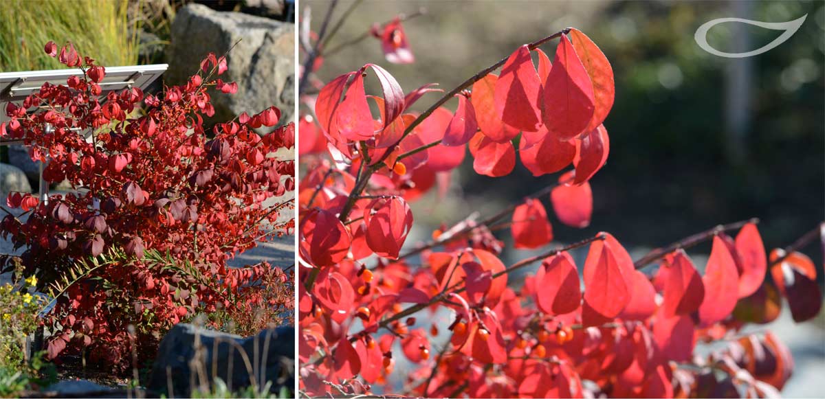 Euonymus alatus Compactus Herbstfärber Herbstfärbung
