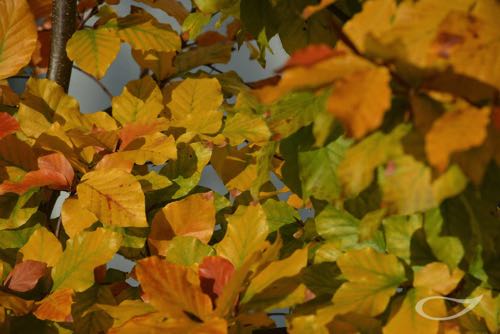 Herbstfärbung Fagus sylvatica Rot-Buche