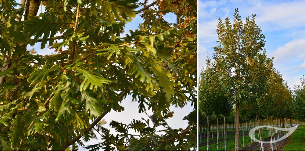 Quercus frainetto (Freiland)
