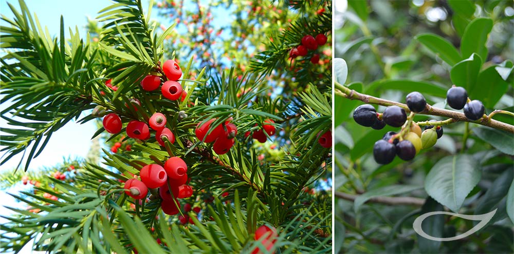 Früchte Taxus baccata und Prunus laurocerasus