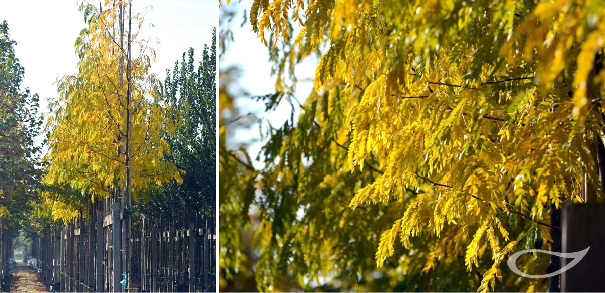 Gleditsia triacanthos Skyline Herbstfärbung Containerbaum
