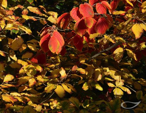 Hamamelis Herbstfärber gelb und rotorange