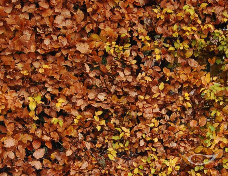 Hecke Fagus sylcatica Rotbuche Herbstfärbung