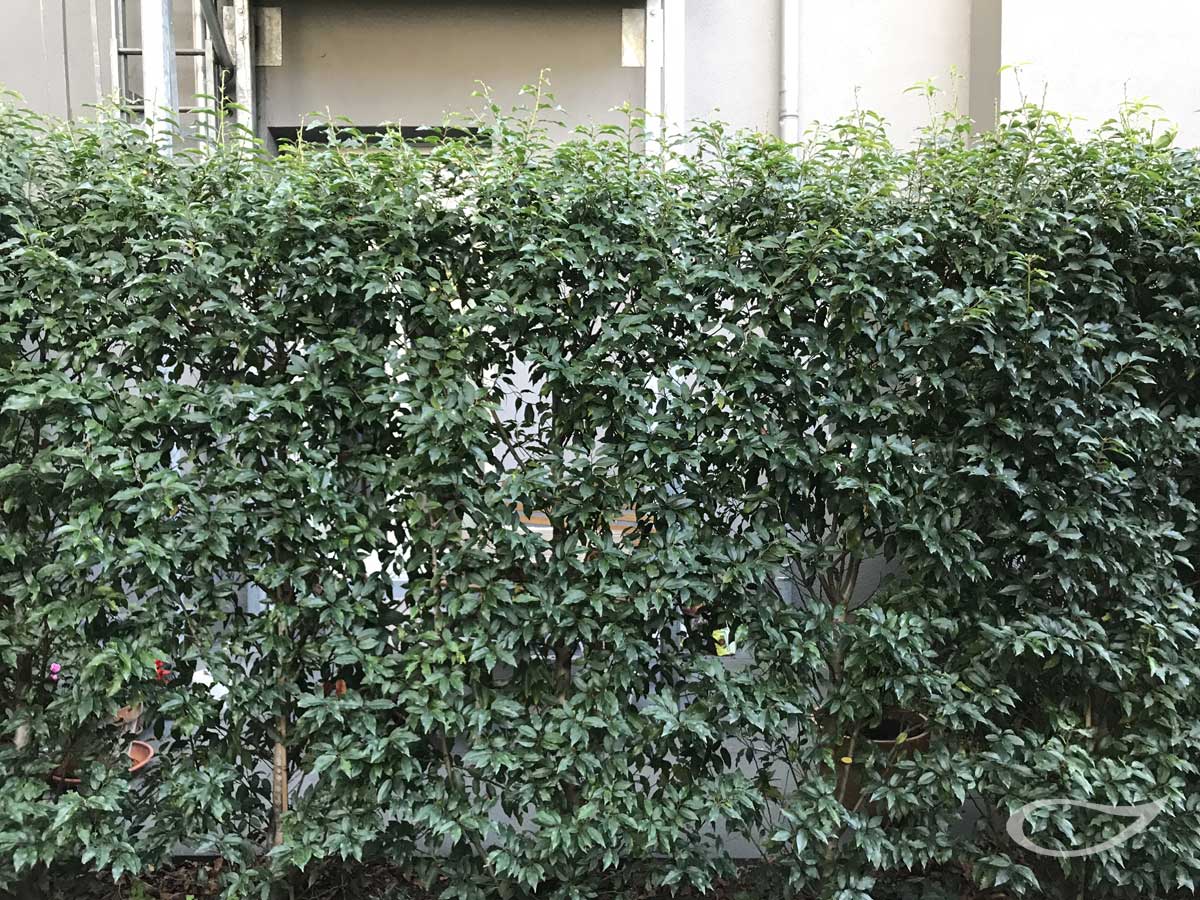 Hecke Heckenpflanzen Prunus lusitanica ‚Angustifolia‘