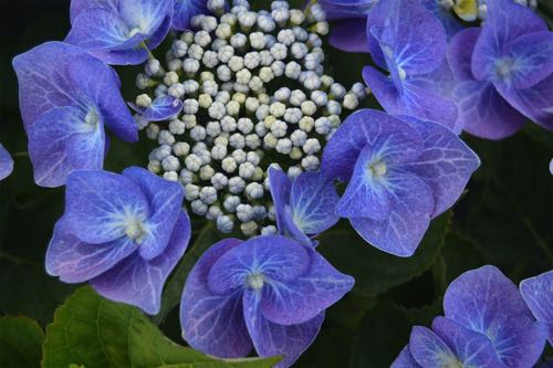 Hydrangea macrophylla Blaumeise blau