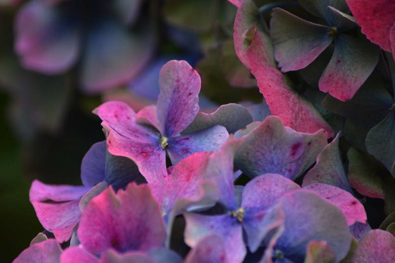 Hydrangea macrophylla Verfärbung Blütenstände