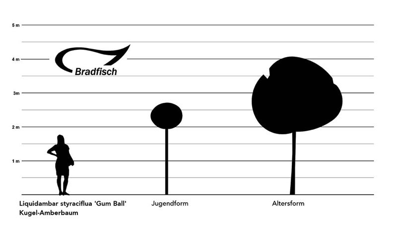 Liquidambar styraciflua Gum Ball Kugel-Amberbaum, Grafik Größenwachstum