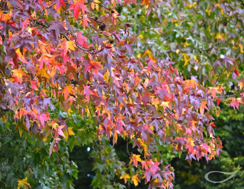 Liquidambar styraciflua Herbstfärber Herbstfärbung
