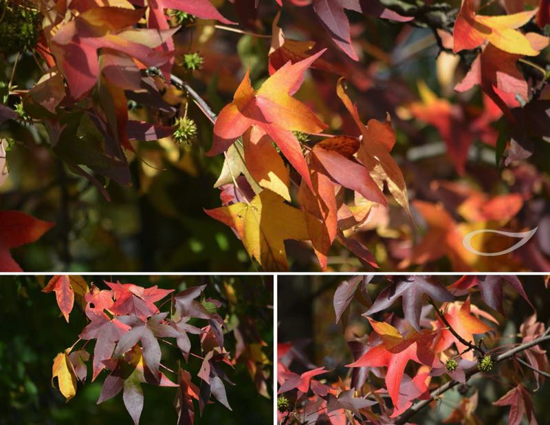 Liquidambar styraciflua Herbstfärbung Herbstfärber Herbstfarben