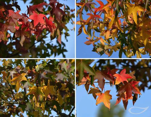 Liquidambar styraciflua Herbstfärber Herbstfärbung Farbenspiel