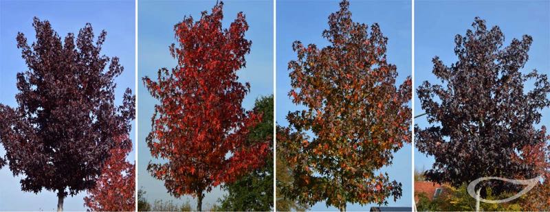 Varianz Herbstfärbung Liquidambar