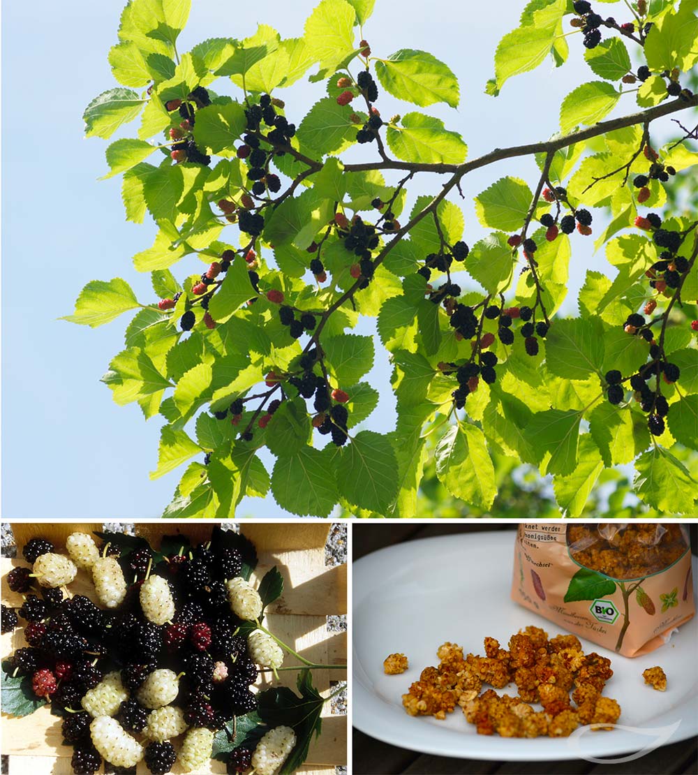 Morus alba und Morus nigra Früchte, Trockenfrüchte