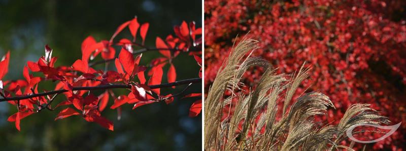 Nyssa sylvatica Herbstfärbung