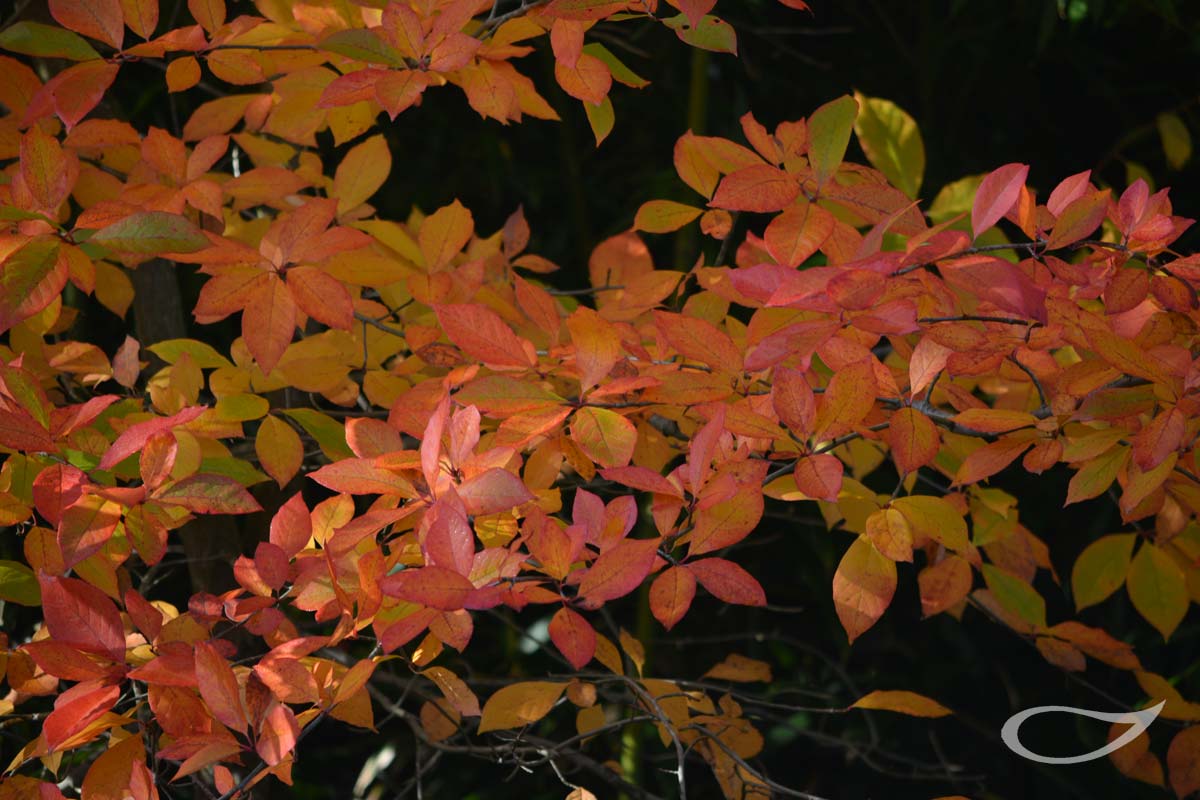 Nyssa sylvatica Herbstfärber Färbebeginn