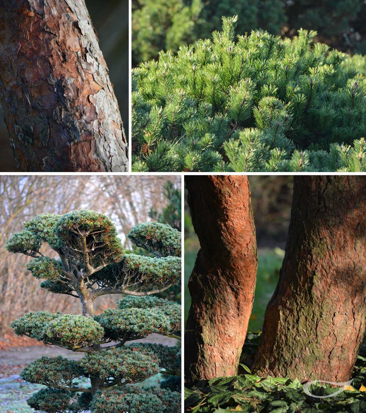Wintergehölze: Pinus Kiefern