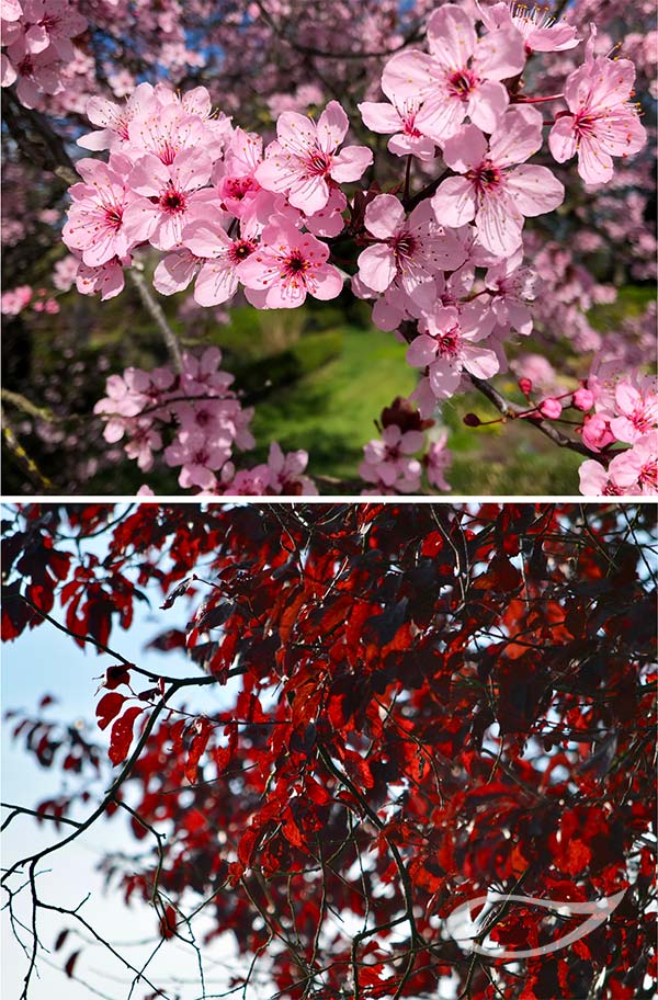 Prunus cerasifera ‚Nigra‘ Blüte und Blatt