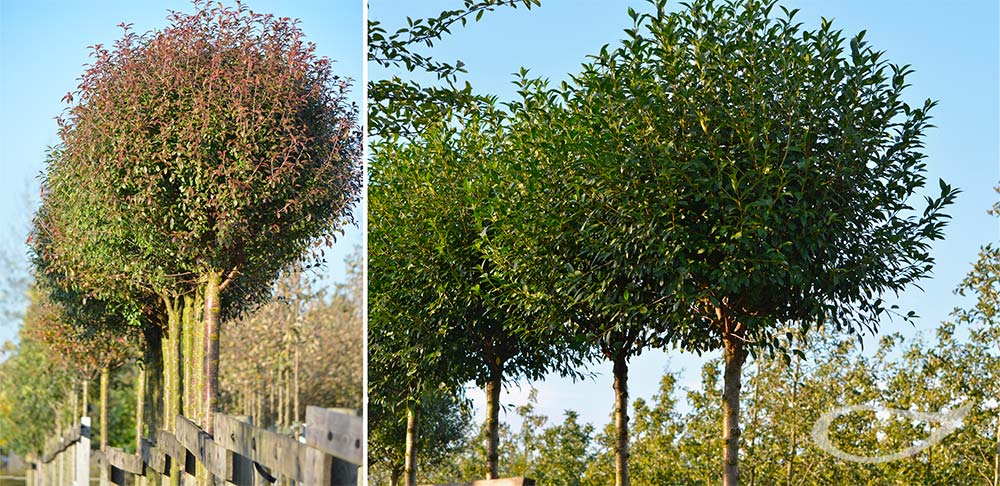 Prunus fruticosa Globosa, Kugel-Steppen-Kirsche