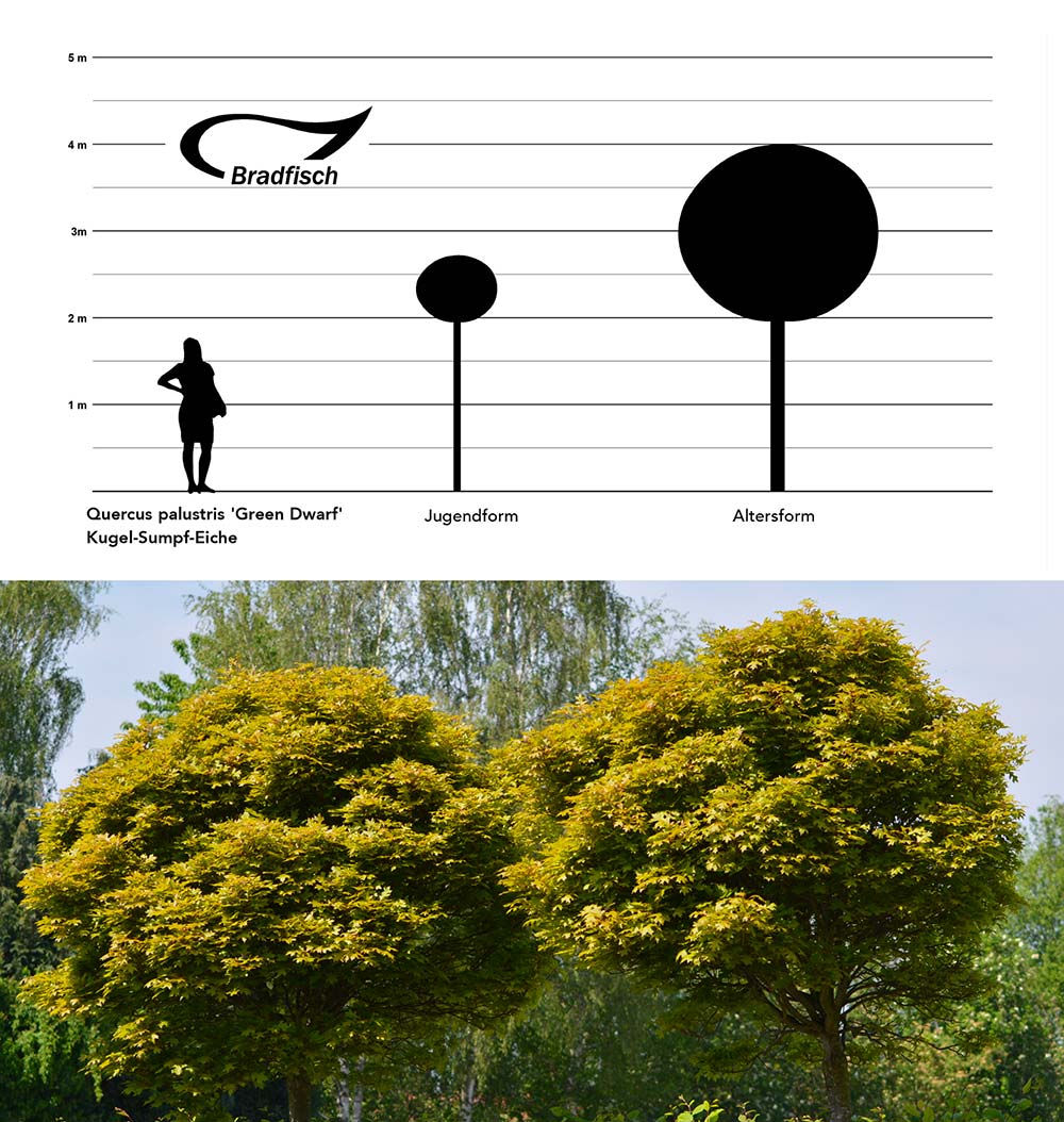 Quercus palustris Green Dwarf, Kugel-Sumpf-Eiche, Grafik Größenentwicklung
