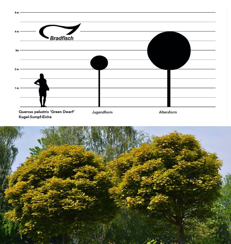 Quercus palustris Green Dwarf, Kugel-Sumpf-Eiche, Grafik Größenentwicklung