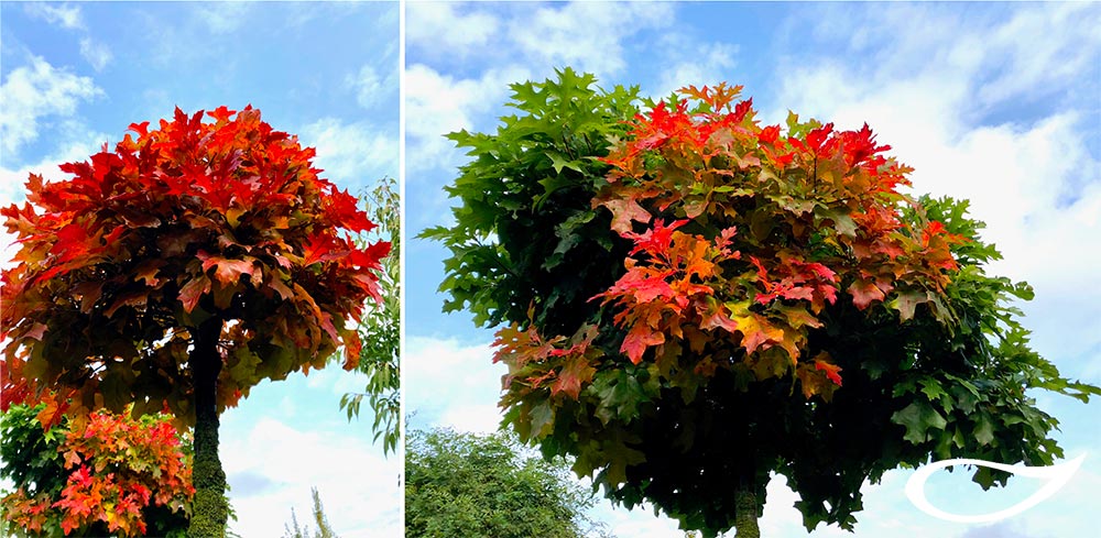 Quercus palustris Green Dwarf mit Herbstfärbung