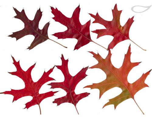 Quercus palustris Herbstfärber Herbstlaub