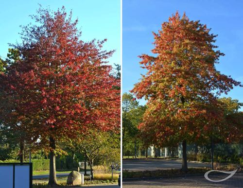 Quercus palustris Herbstfärber Herbstfärbung 