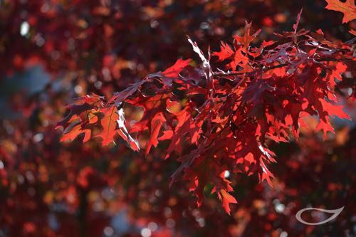 Quercus palustris Herbstfärber Herbstfärbung Herbstlaubdetail