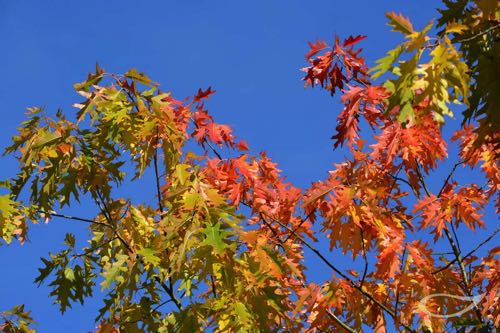 Herbstfärber Quercus rubra Amerikanische Rot-Eiche