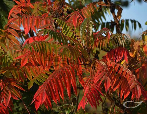 Rhus typhina Herbstfärbung Herbstlaub