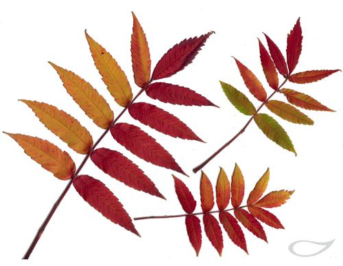 Rhus typhina Herbstfärbung Herbstfärber Herbstlaub