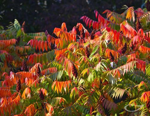 Rhus typhina Herbstfärber Herbstlaub