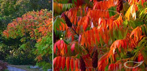 Rhus typhina Herbstfärber Herbstfärbung