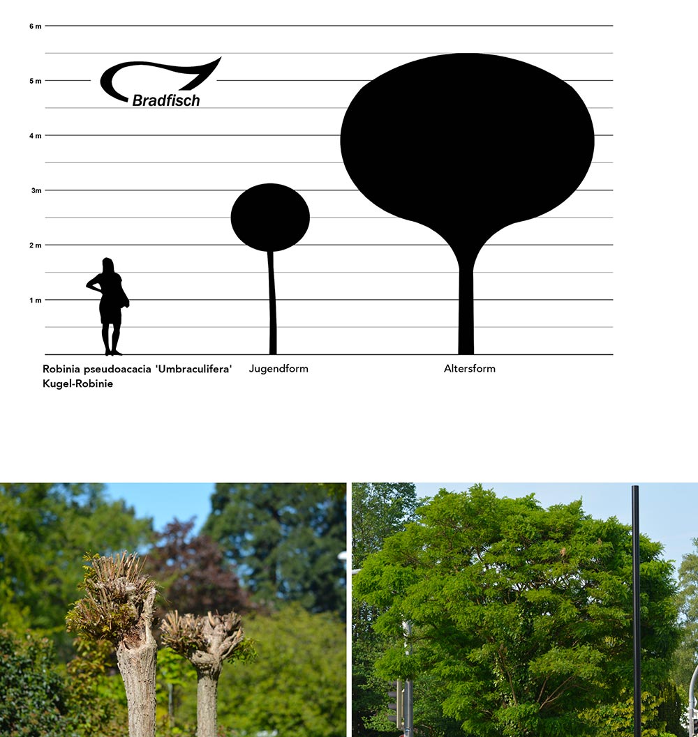 Robinia pseudoacacia Umbraculifera, Kugel-Robinie, Grafik Größenvergleich