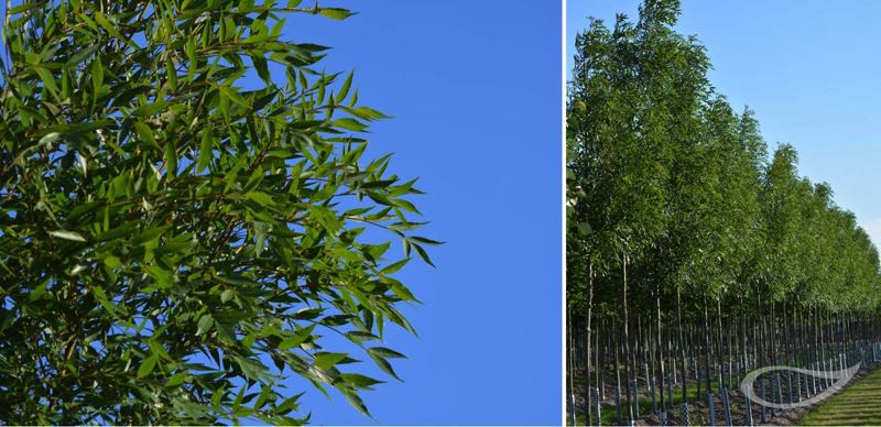 Freilandbäume Salix alba Liempde