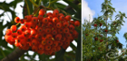 Sorbus Dodong mit Früchten (Anfang September)