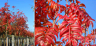 Sorbus Dodong mit Herbstfärbung (Anfang November)