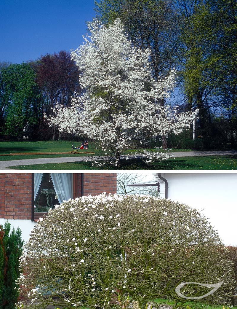 Vergleich Magnolia ungeschnitten - geschnitten